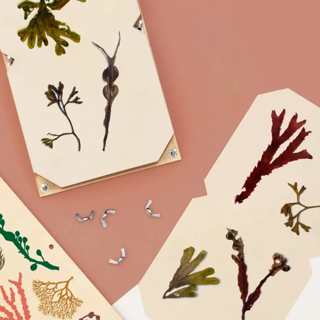 Studio Wald Large Seaweed Press Refill Sets navulset groot