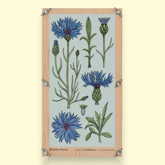 Studio Wald Vintage Cornflower bloemenpers groot