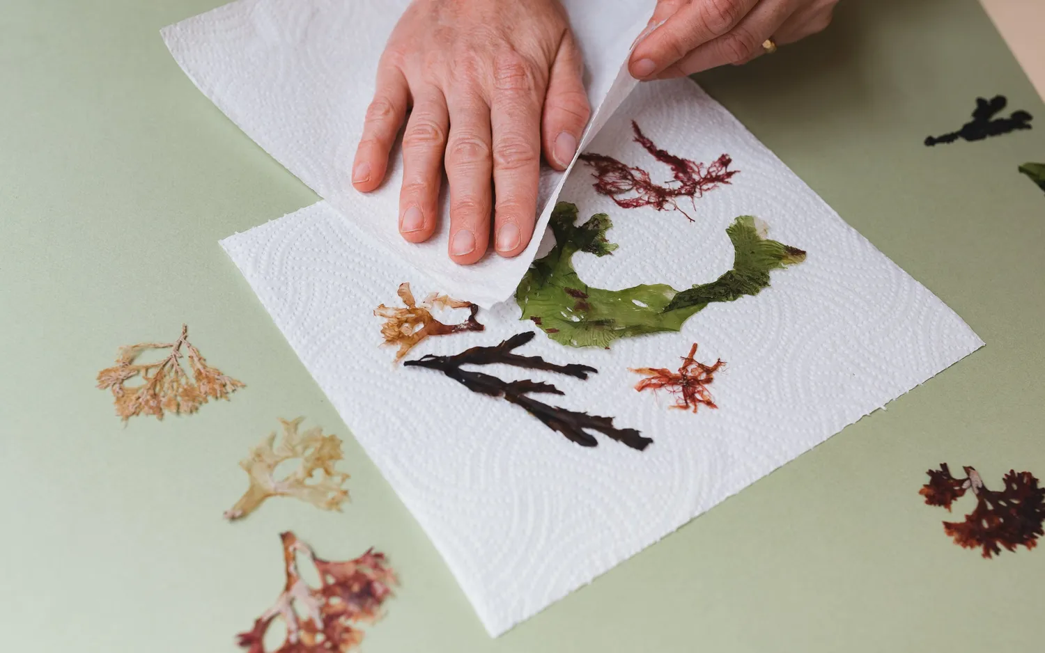 Studio Wald Large Seaweed Press zeewierpers 28 cm