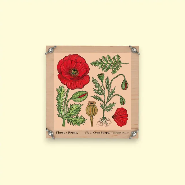 Studio Wald Vintage Corn Poppy bloemenpers 15 cm seconds