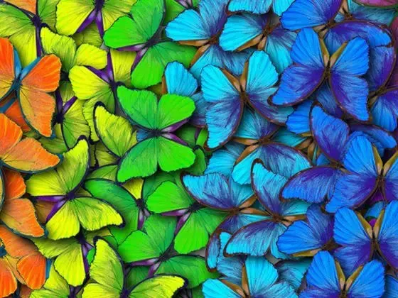 ARTDOT Vlinder diamond painting beginner 50x25 cm fluweel